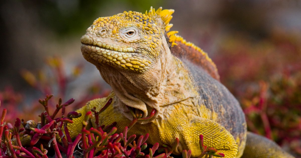 Creature Feature Galapagos Land Iguana Galapagos Unbound